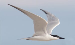 Gulled-billed Tern - Kalathot Panchil (কালা ঠোঁট পানচিল), Gang Chil (গাঙচিল) - Gelochelidon nilotica - Type: Marine_birds