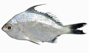 Whipfin silver-biddy - Dom machh (ডোম মাছ), Boro jarki (বড় জারকি), Tak chanda ( টাক চান্দা) - Gerres filamentosus - Type: Bonyfish