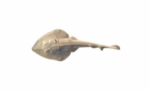 Widenose guitarfish - Dagi pitambori (দাগী পিতাম্বরি) - Glaucostegus obtusus - Type: Ray