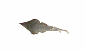 Giant guitarfish - Bangladeshi Guitarfish (বাংলাদেশী গিটারফিশ) - Glaucostegus younholeei - Type: Ray