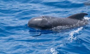 Short-finned Pilot Whale - Not Known - Globicephala macrorhynchus - Type: Whales