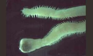 Clamworm - Somudra Bicha (সমুদ্র বিছা), Somudra Changa (সমুদ্র ছ্যাংগা) - Glycera lancadivae - Type: Fireworms