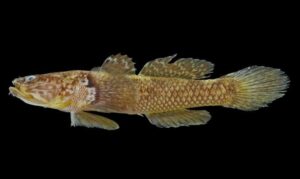 Snakehead Goby - Bailya (বাইল্যা) - Gobiopsis macrostoma - Type: Bonyfish
