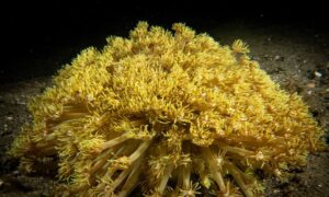 Daisy coral - Not Known. - Goniopora stokesi - Type: Hardcorals
