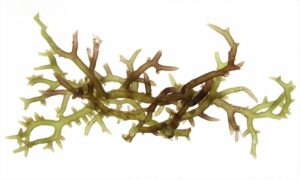 Kanutkanot (Indonesia) - Not Known - Gracilaria arcuata - Type: Seaweeds