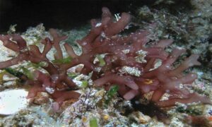 Susueldot-Baybay (Vietnam, Phillipines, Hawaii) - Not Known - Gracilaria canaliculata - Type: Seaweeds