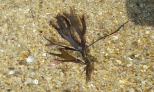 Not Known - Not Known - Gracilaria corticata - Type: Seaweeds