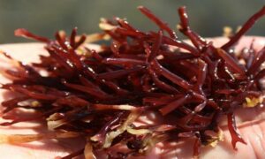 Not Known - Not Known - Gracilaria debilis - Type: Seaweeds