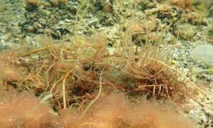 Not Known - Not Known - Gracilaria dura - Type: Seaweeds