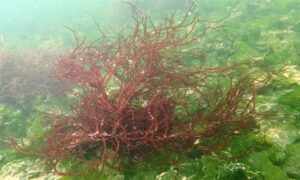 Slender wart weed - Not Known - Gracilaria gracilis - Type: Seaweeds