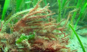Cleaved wart weed - Not Known - Gracilaria multipartita - Type: Seaweeds