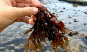 Lab labig,Lablabig, Kabonori (Caribbean Island, Indian Ocean, NE and E Pacific) - Not Known - Gracilaria textorii - Type: Seaweeds