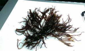 Not Known - Not Known - Gracilaria tikvahiae - Type: Seaweeds