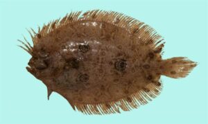 Threespot flounder - Tinphota chepta machh (তিন ফোটা চ্যাপ্টা মাছ) - Grammatobothus polyophthalmus - Type: Bonyfish