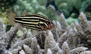 Goldenstriped Soapfish, Sixline Soapfish - Choydagi Perch (ছয়দগী পার্চ) - Grammistes sexlineatus - Type: Bonyfish