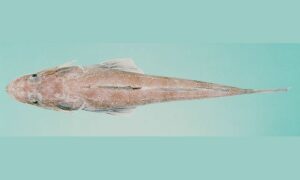 Spotfin flathead - Mur baila (মুর বাইলা) - Grammoplites suppositus - Type: Bonyfish