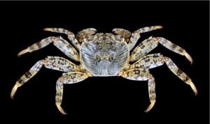 Mottled Sally Lightfoot Crab. - Kakra (কাঁকড়া) - Grapsus albolineatus - Type: Crab