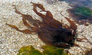 Not Known - Not Known - Grateloupia livida - Type: Seaweeds