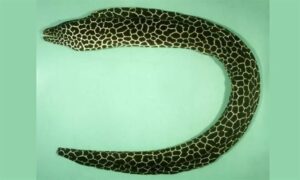 Laced moray,Black-blotched Moray,Tesselated morray, Girafee Eel, Leopard Moray - Chita bagh machh (চিতা বাঘ মাছ), Shap machh (সাপ মাছ) - Gymnothorax favagineus - Type: Bonyfish