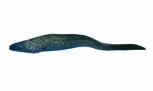 Moray eel - Mure kamila (মুর কামিলা), Shap machh (সাপ মাছ) - Gymnothorax prolatus - Type: Bonyfish