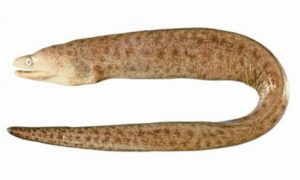 Highfin moray, Yellow-lined Moray - Metka (মেটকা), Sankh (শঙ্খ) - Gymnothorax pseudothyrsoideus - Type: Bonyfish