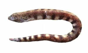 Reticulated moray - Chitral eel (চিত্রা ইল) - Gymnothorax reticularis - Type: Bonyfish
