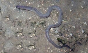 Indian mud moray - Metka (মেটকা), Eel (ইল) - Gymnothorax tile - Type: Bonyfish