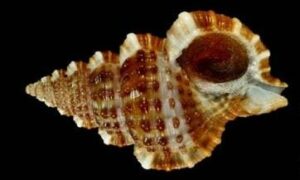 Tuberculara gyre triton, Une bora, Arare-bora - Khora shamuk ( খোড়া শামুক) - Gyrineum natator - Type: Sea_snails