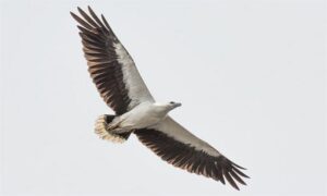White-billed Sea Eagle - Kalapet Panchil (কালাপেট পানচিল) - Haliaeetus leucogaster - Type: Marine_birds