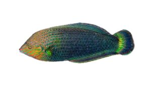 Dusky wrasse, Speckled Rainbow Fish - Shundori machh (সুন্দরী মাছ) - Halichoeres marginatus - Type: Bonyfish