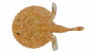 Smoky seabat - Badami hatmach (বাদামি হাতমাছ) - Halieutaea fumosa - Type: Bonyfish