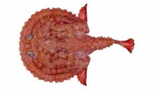 Minipizza batfish, Indian handfish, Sea Bats, Red Batfishes - Piza mach (পিজা মাছ), Somudra badur (সমুদ্র বাদুর), Lal Badur machh (লাল বাদুর মাছ) - Halieutaea stellata - Type: Bonyfish