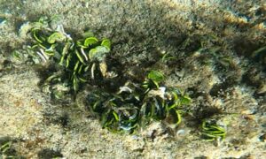 Coralline algae, Money plant,Money plant - Not Known - Halimeda discoidea - Type: Seaweeds