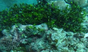 Coralline algae, Money plant - Not Known - Halimeda gracilis - Type: Seaweeds