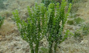 Green algae - Not Known - Halimeda incrassata - Type: Seaweeds