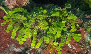 Not Known - Not Known - Halimeda minima - Type: Seaweeds