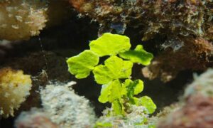 Watercress algae,Prostrate seacactus - Not Known - Halimeda opuntia - Type: Seaweeds