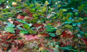 Sea cactus - Not Known - Halimeda tuna - Type: Seaweeds