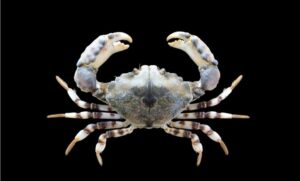 Not known. - Kakra (কাঁকড়া) - Halimede ochtodes - Type: Crab