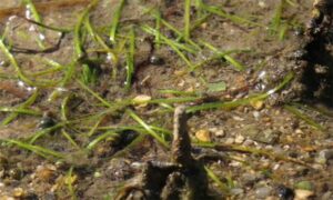 Needle seagrass - - Halodule pinifolia - Type: Seagrass