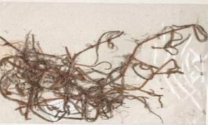 Narrowleaf seagrass - - Halodule uninervis - Type: Seagrass