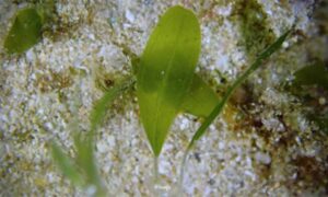 Caribbean seagrass - - Halophila decipiens - Type: Seagrass