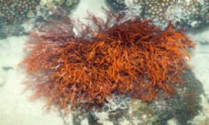 Red sea lettuce, Dragons tongue - Not Known - Halymenia durvillei - Type: Seaweeds
