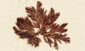 Not Known - Not Known - Halymenia venusta - Type: Seaweeds