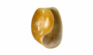 Solitary glassy-bubble, Says paper bubble - kori (কোরি) - Haminella solitaria - Type: Sea_snails
