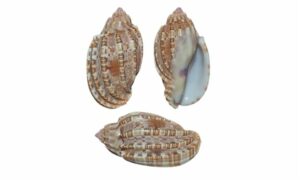 Harp shell, Minor/lesser harp - Kamranga shamuk (কামরাঙ্গা শামুক), Kouri shamuk (করি শামুক) - Harpa amouretta - Type: Sea_snails