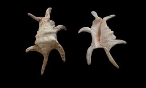 Chiragra spider conch - Chhai kata shamuk (ছাই কাঁটা শামুক) - Harpago chiragra - Type: Sea_snails