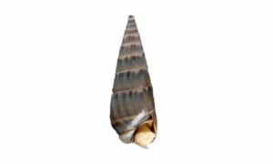 Wide-mouth Auger Shell - Mutra Leza (মুত্রা ল্যাজা) - Hastula cinerea - Type: Sea_snails