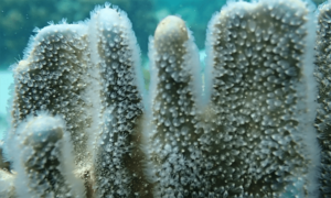 Blue coral - Not Known. - Heliopora coerulea - Type: Hardcorals
