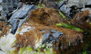 Not Known - Not Known - Helminthocladia australis - Type: Seaweeds